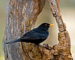 BB 05 0049 / Turdus merula / Svarttrost